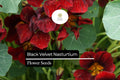 Black Velvet Nasturtium Seeds â€“ Edible Maroon Heirloom Flower