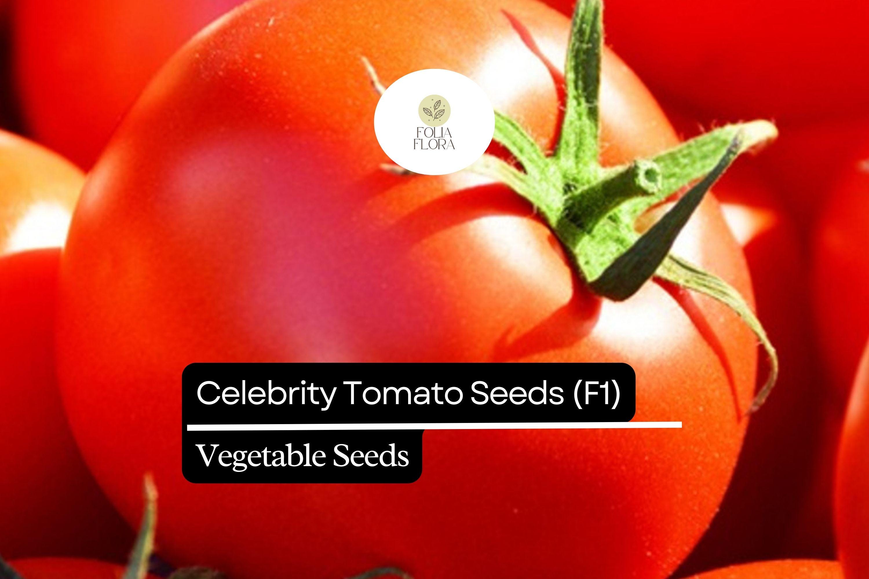 10 Seeds Celebrity Tomato F1 Hybrid, Disease-Resistant Solanum Lycopersicum, Juicy Medium-Large Fruits, Slicing & Salad Tomatoes