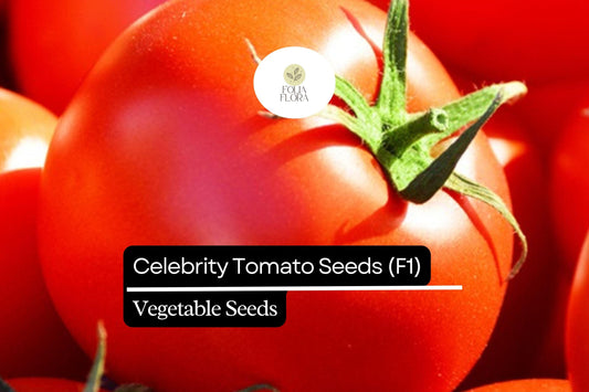 10 Seeds Celebrity Tomato F1 Hybrid, Disease-Resistant Solanum Lycopersicum, Juicy Medium-Large Fruits, Slicing & Salad Tomatoes