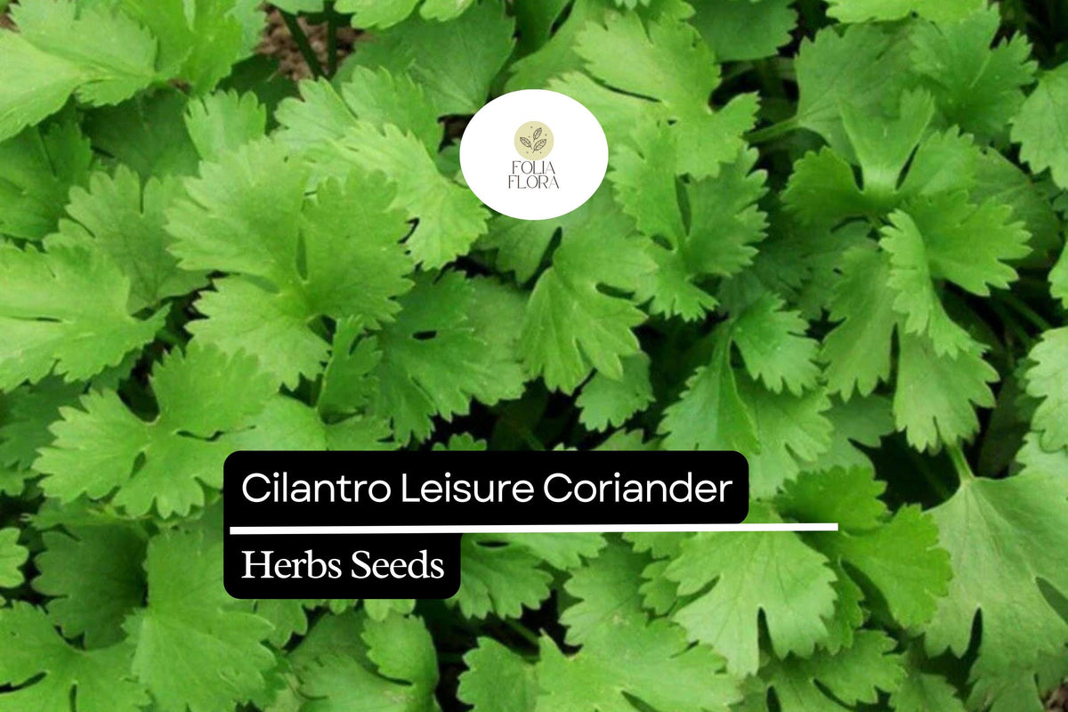 125 Seeds Leisure Cilantro, Coriandrum Sativum, Flavorful Herb for Cooking & Garnish