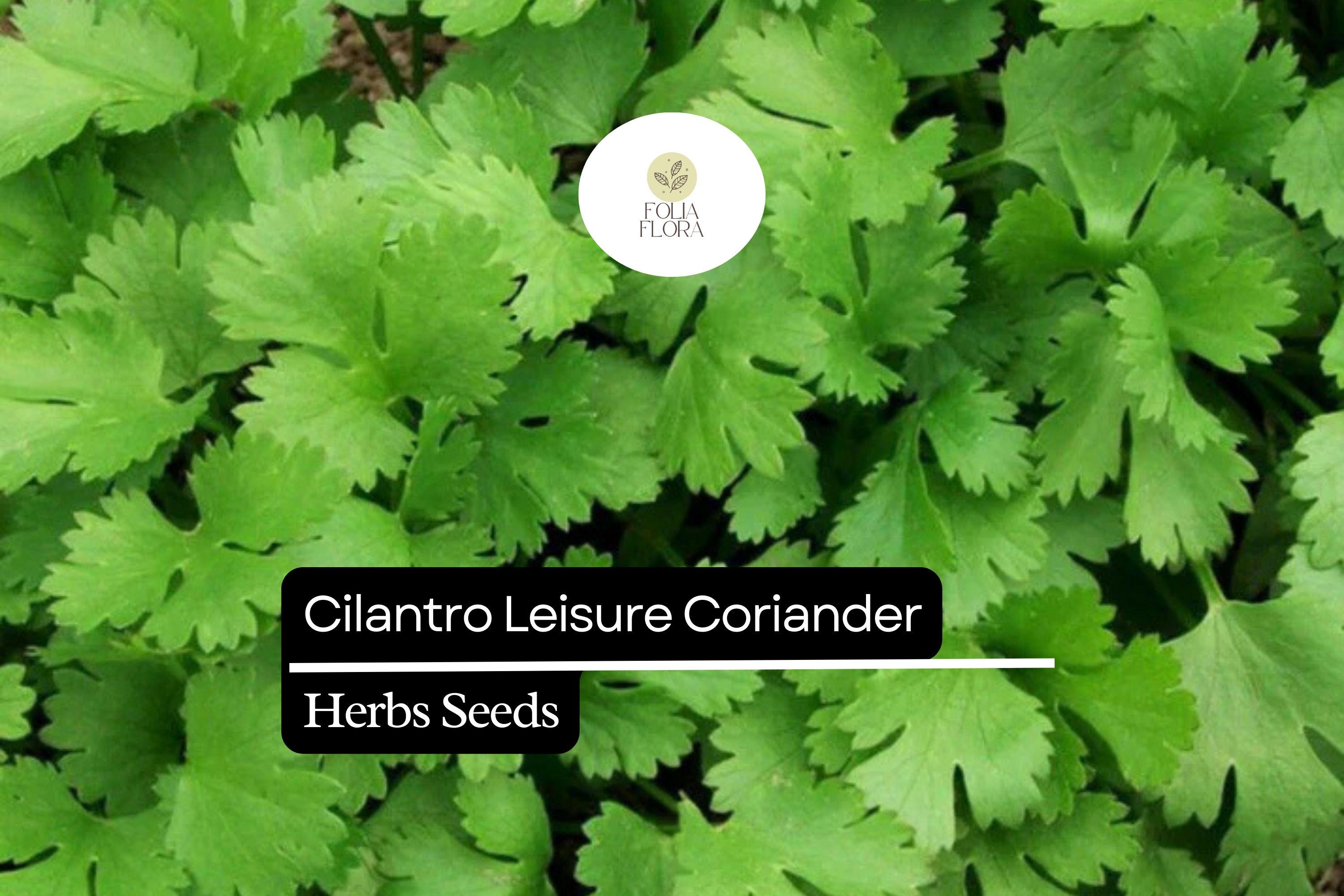 125 Seeds Leisure Cilantro, Coriandrum Sativum, Flavorful Herb for Cooking & Garnish