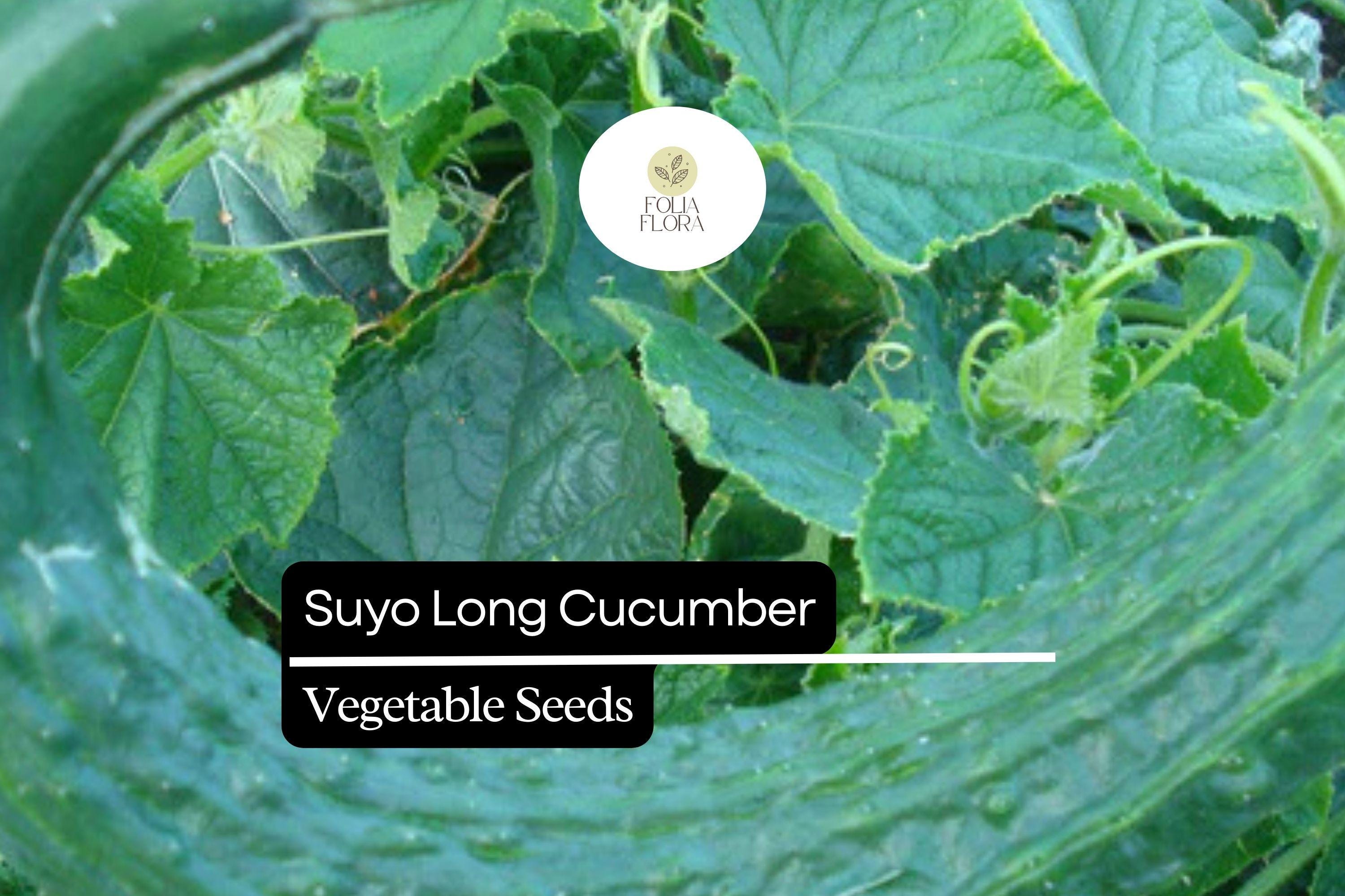 20 Seeds Suyo Long Cucumber - Cucumis sativus | Sweet, Crisp, and Burpless Heirloom Variety