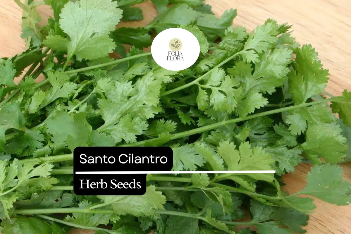 100 Seeds Santo Cilantro - Coriandrum sativum | Aromatic Herb for Culinary Use