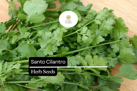100 Seeds Santo Cilantro - Coriandrum sativum | Aromatic Herb for Culinary Use