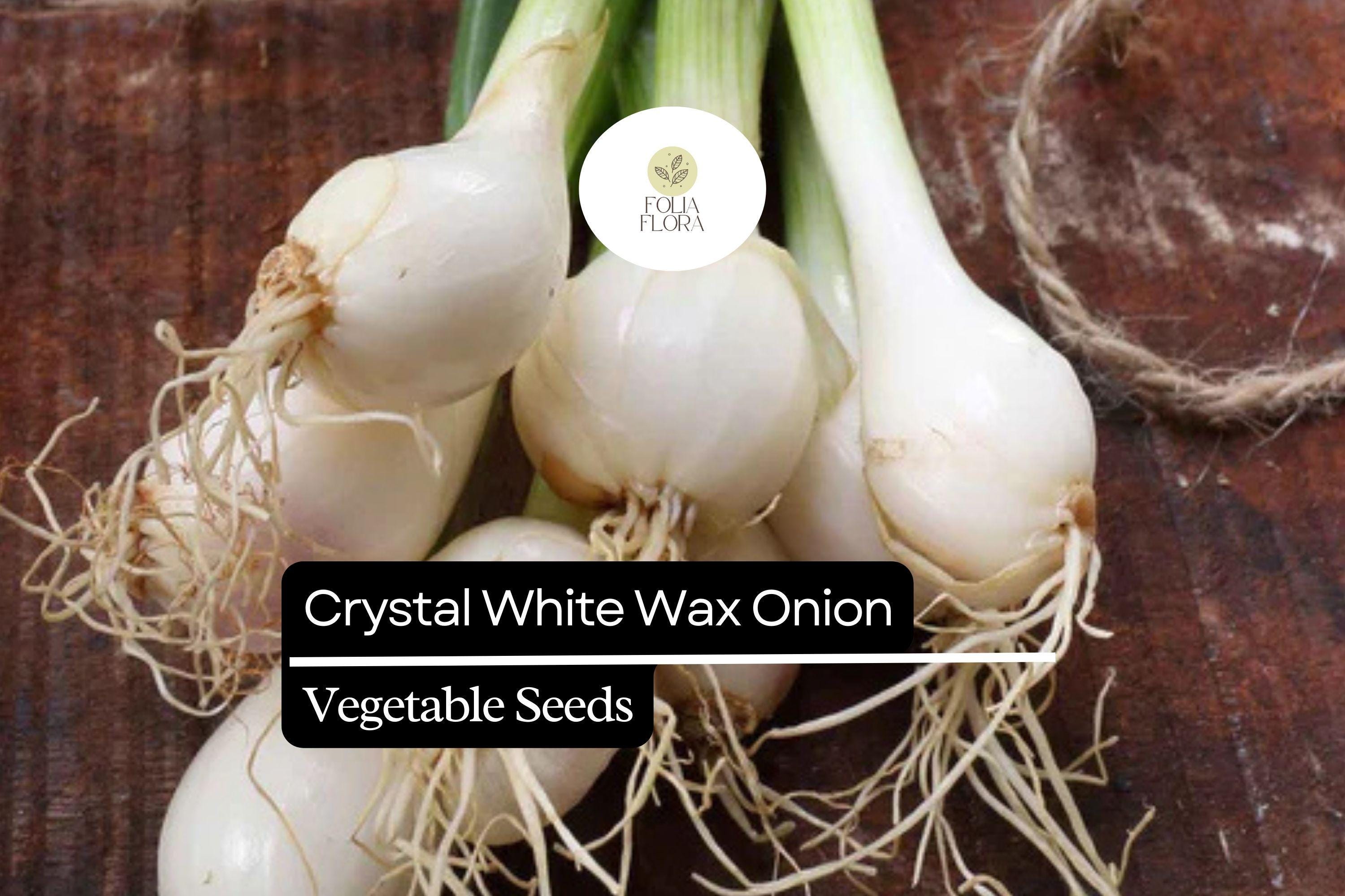 200 Seeds Crystal White Wax Onion, Allium Cepa, Mild & Sweet Pearl Onion Variety