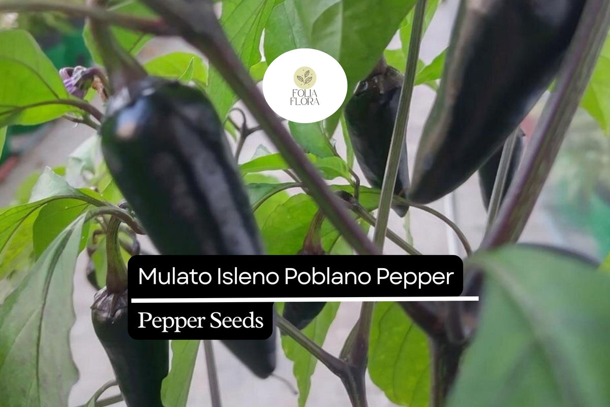 10 Seeds Mulato Isleno Poblano Pepper, Capsicum Annuum, Mild Chili Pepper Variety