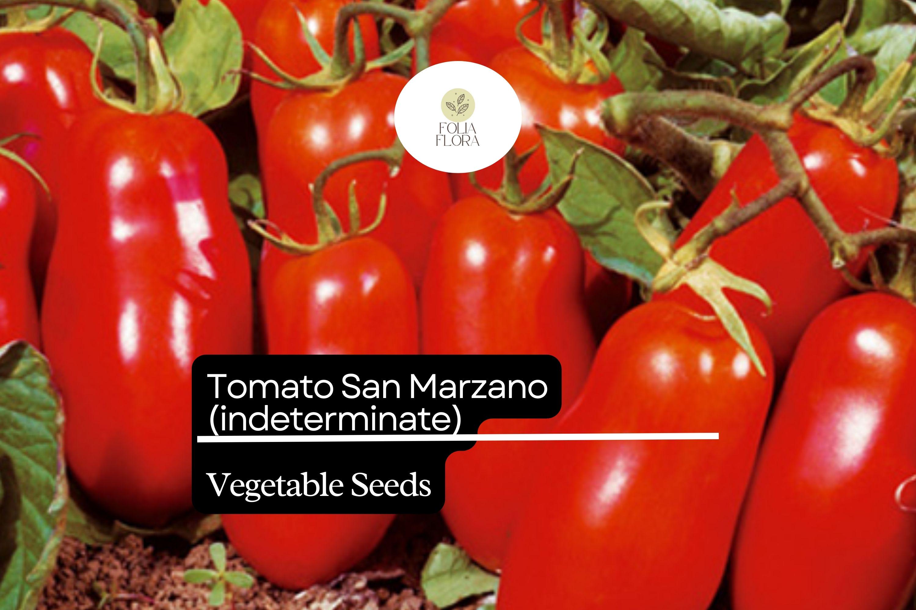 30 Seeds San Marzano Short Vine Tomato, Lycopersicon Esculentum, Indeterminate Heirloom Variety