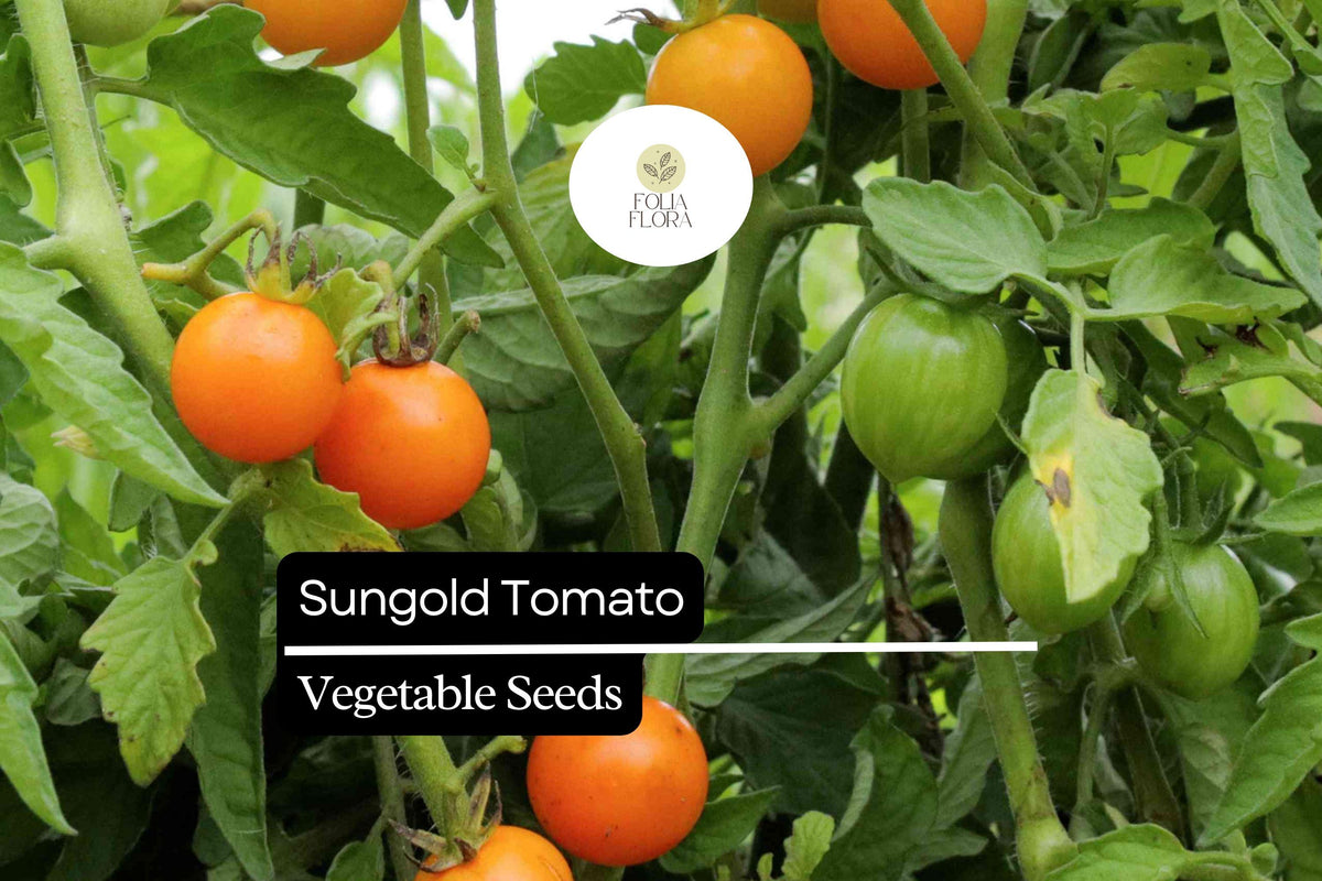 10 Seeds Sungold Tomato (Solanum lycopersicum) - Sweet Cherry Tomatoes | Prolific Hybrid for Gardens & Containers