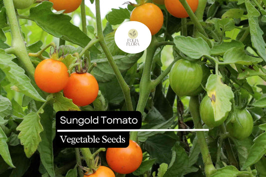 10 Seeds Sungold Tomato (Solanum lycopersicum) - Sweet Cherry Tomatoes | Prolific Hybrid for Gardens & Containers