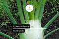 Florence Fennel Seeds - Sweet Anise Flavor, Aromatic Herb (300 Seeds)