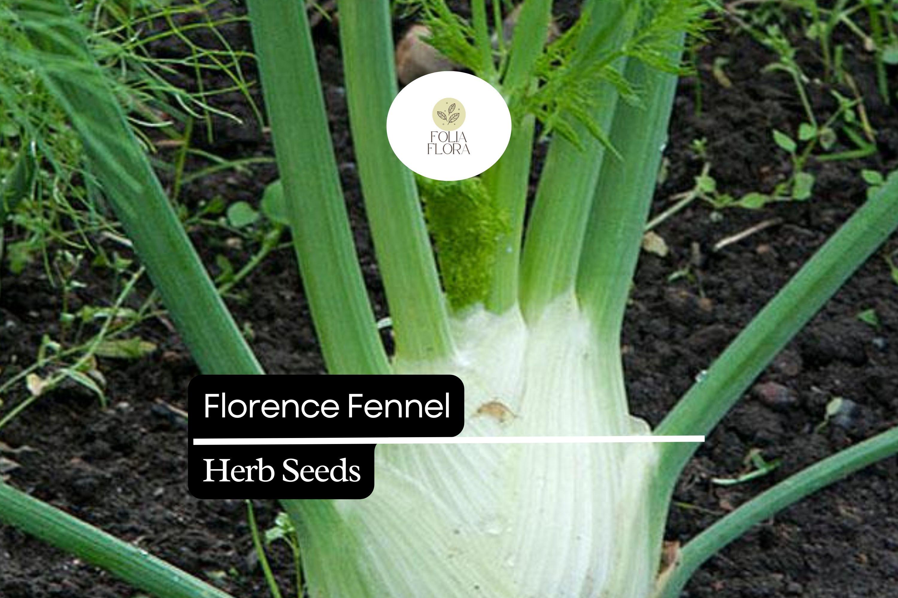 Florence Fennel Seeds - Sweet Anise Flavor, Aromatic Herb (300 Seeds)