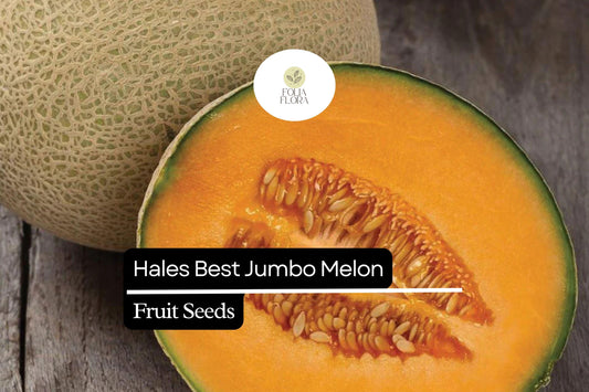 Hales Best Jumbo Cantaloupe Seeds, Sweet Orange Melon