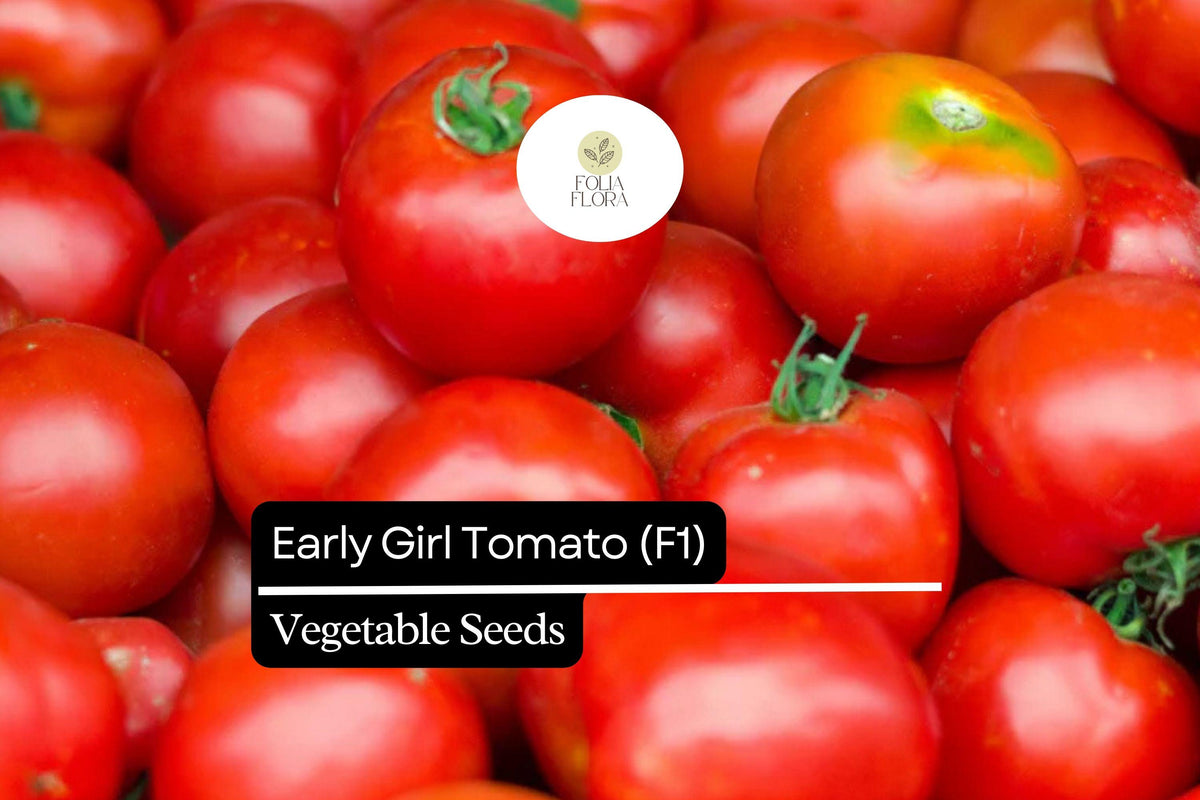 10 Seeds Early Girl Tomato (F1 Hybrid) â€“ Fast-Maturing, Sweet, and Juicy Tomato Variety