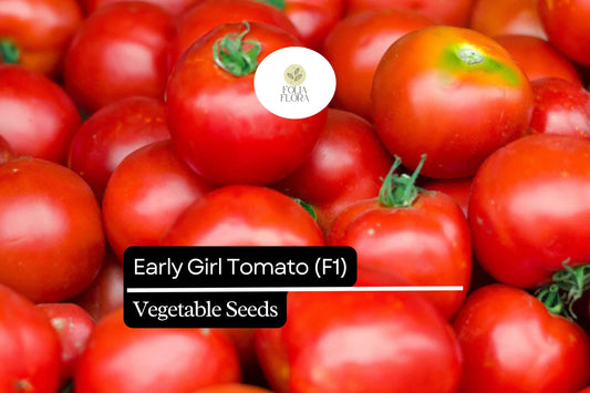 10 Seeds Early Girl Tomato (F1 Hybrid) â€“ Fast-Maturing, Sweet, and Juicy Tomato Variety