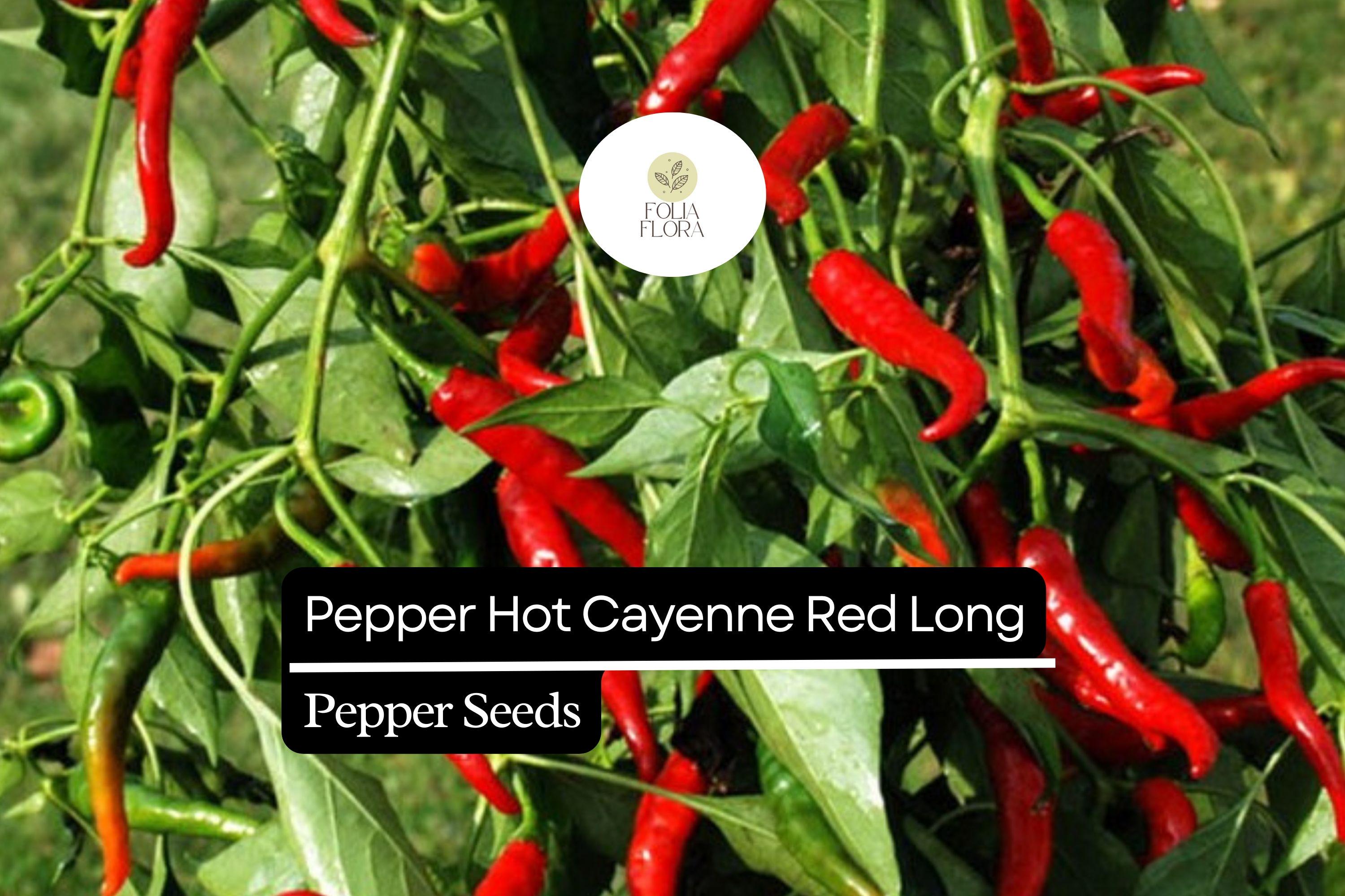 Cayenne Red Long Pepper Seeds | Hot, Non-GMO (300mg)