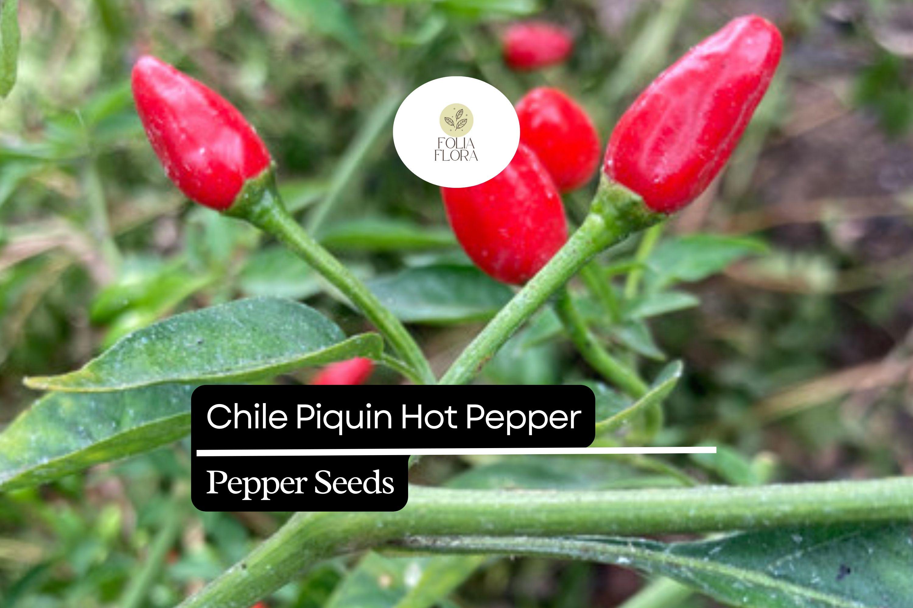 300mg Chile Piquin Hot Pepper Seeds | Capsicum annuum | Heirloom, Non-GMO | Fiery, Compact & Flavorful