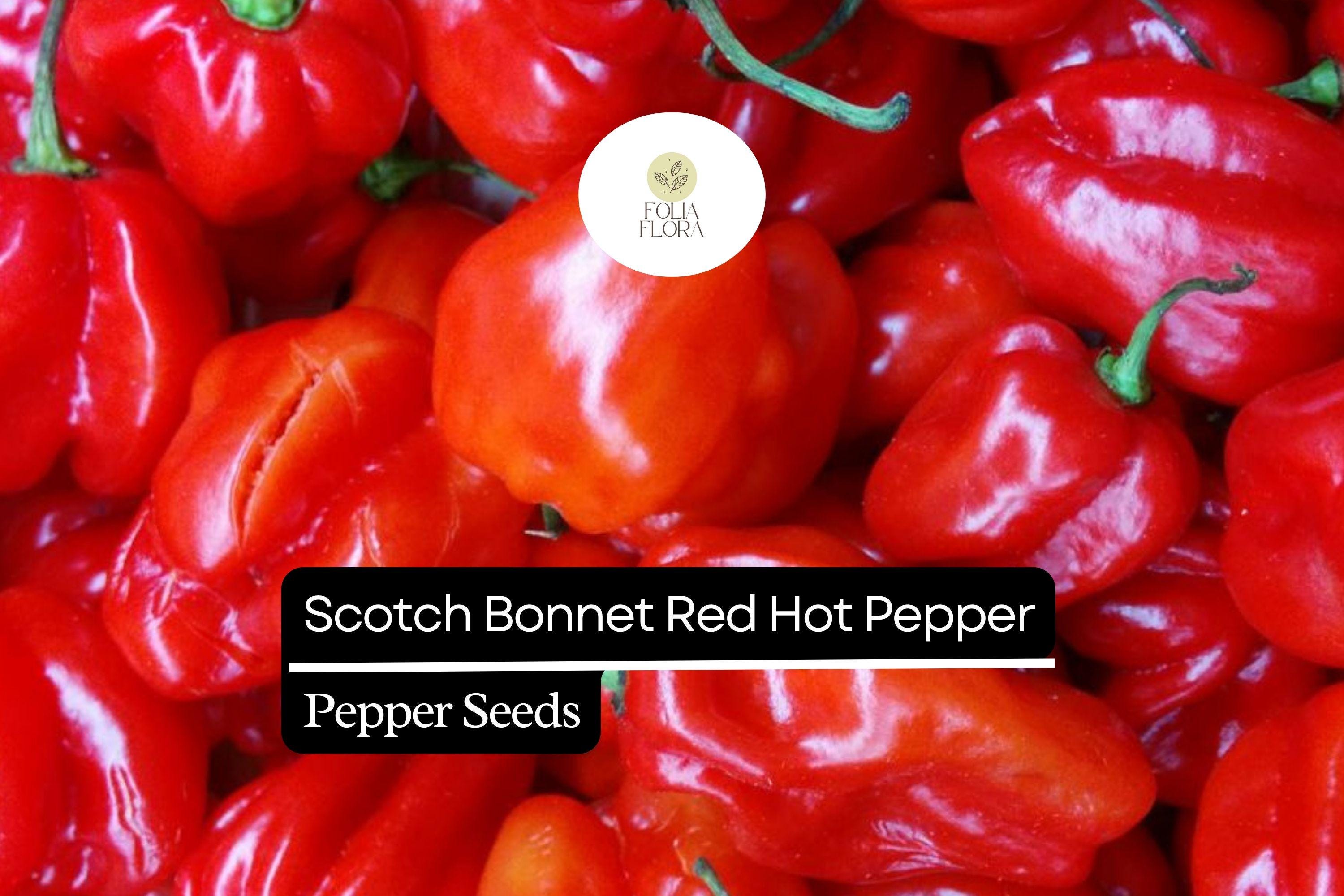 Scotch Bonnet Pepper Seeds | Red Hot, Non-GMO (250mg)