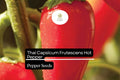 Thai Hot Pepper Seeds | Capsicum frutescens, Non-GMO