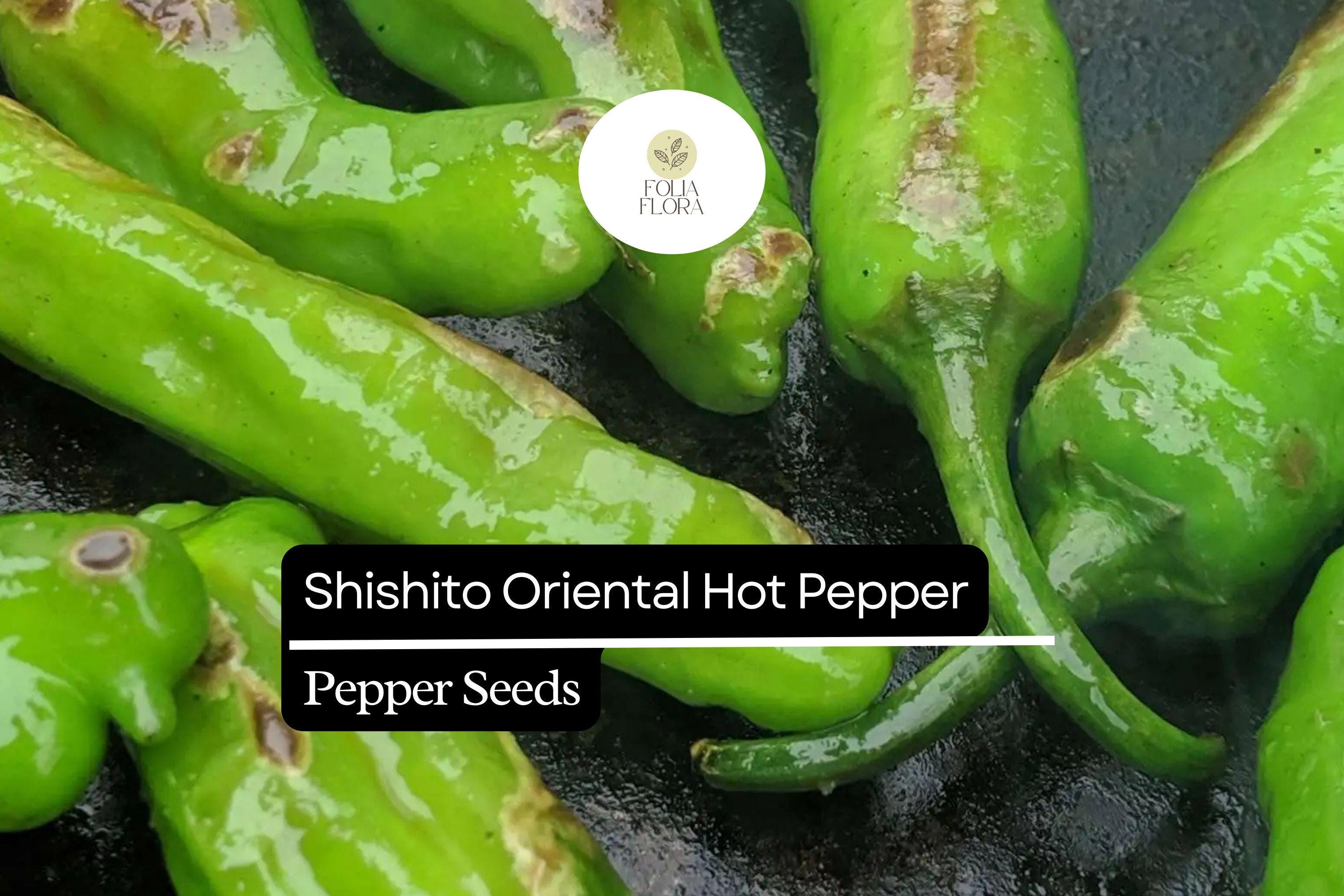 Shishito Pepper Seeds, Mild Japanese Variety, Perfect for Grilling