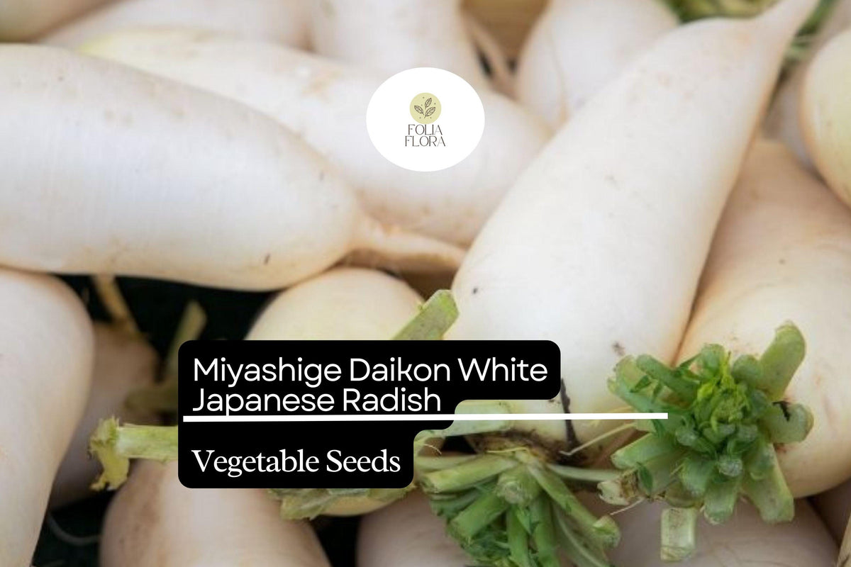 100 Seeds Miyashige Daikon White Japanese Radish, Crisp & Sweet, Easy to Grow