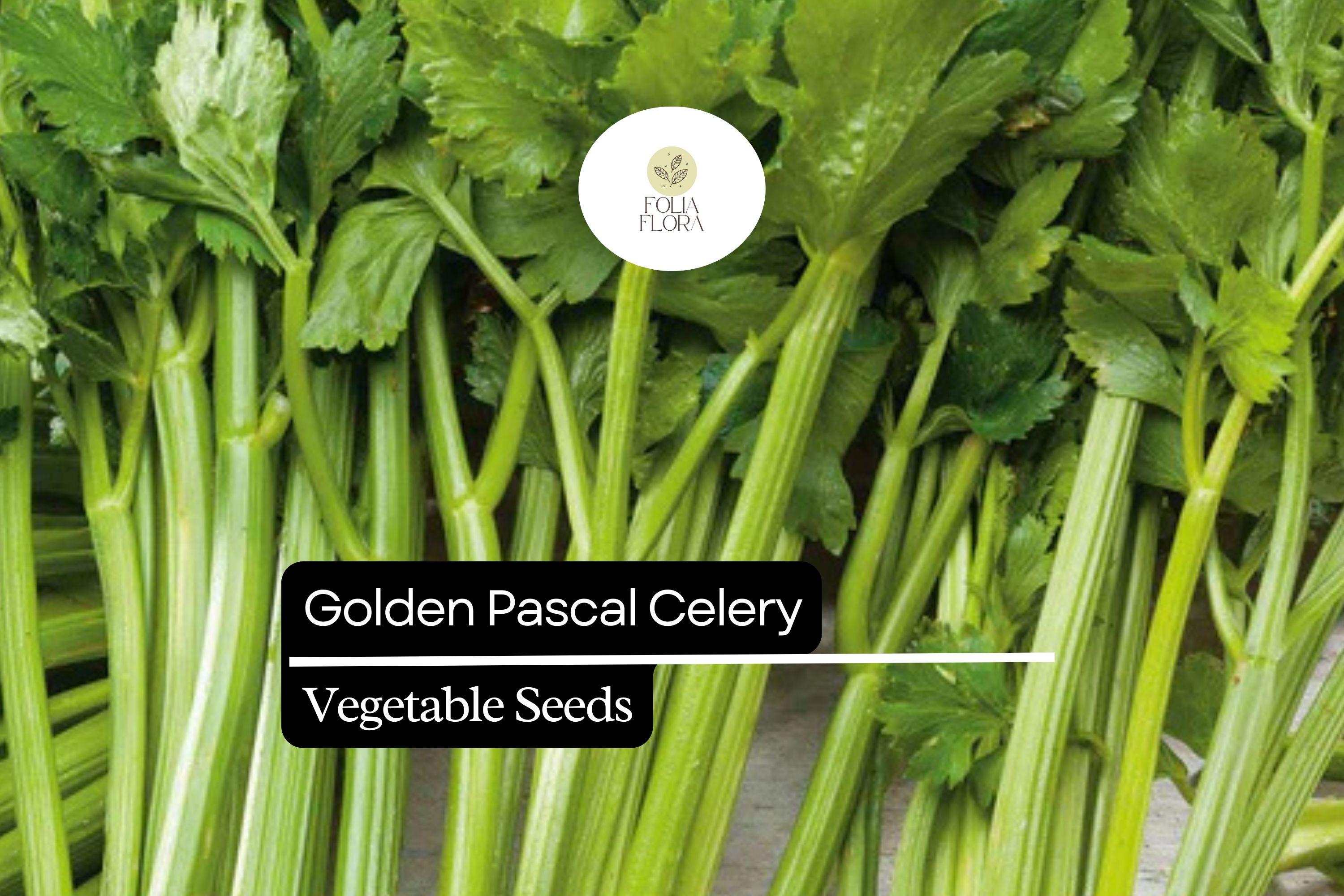 500 Seeds Golden Pascal Celery, Crisp & Sweet Stalks, Heirloom Variety