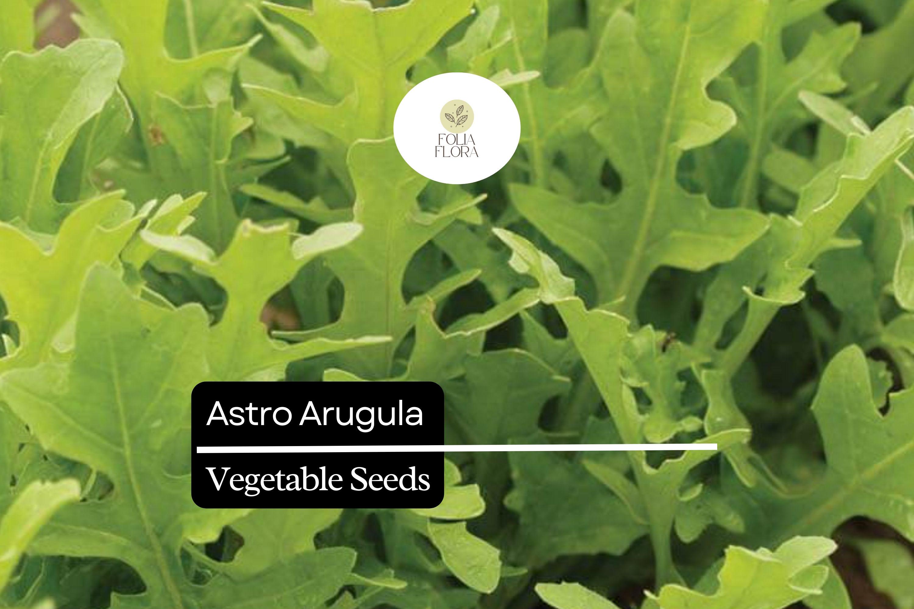 300 Seeds Astro Arugula, Fast-Growing Salad Green, Mild Flavor, Organic