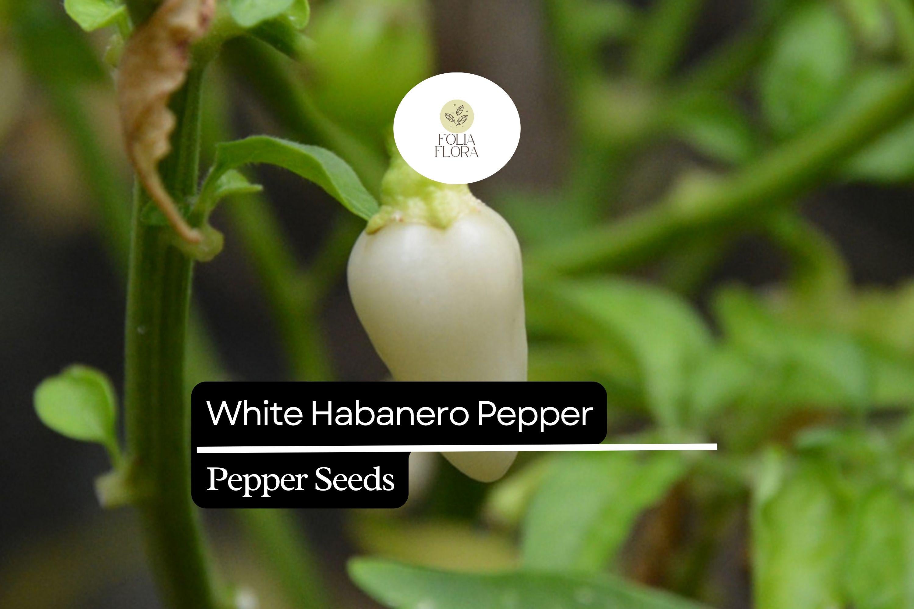 20 Seeds White Habanero Pepper, Rare Heirloom Variety, Extra Spicy & Aromatic