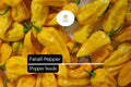 5 Seeds Fatalii Pepper, Capsicum chinense, Rare Fiery Yellow Chili for Exotic Hot Sauces