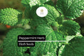 2000 Seeds Peppermint (Mentha Ã— piperita) â€“ Aromatic Herb for Tea, Culinary