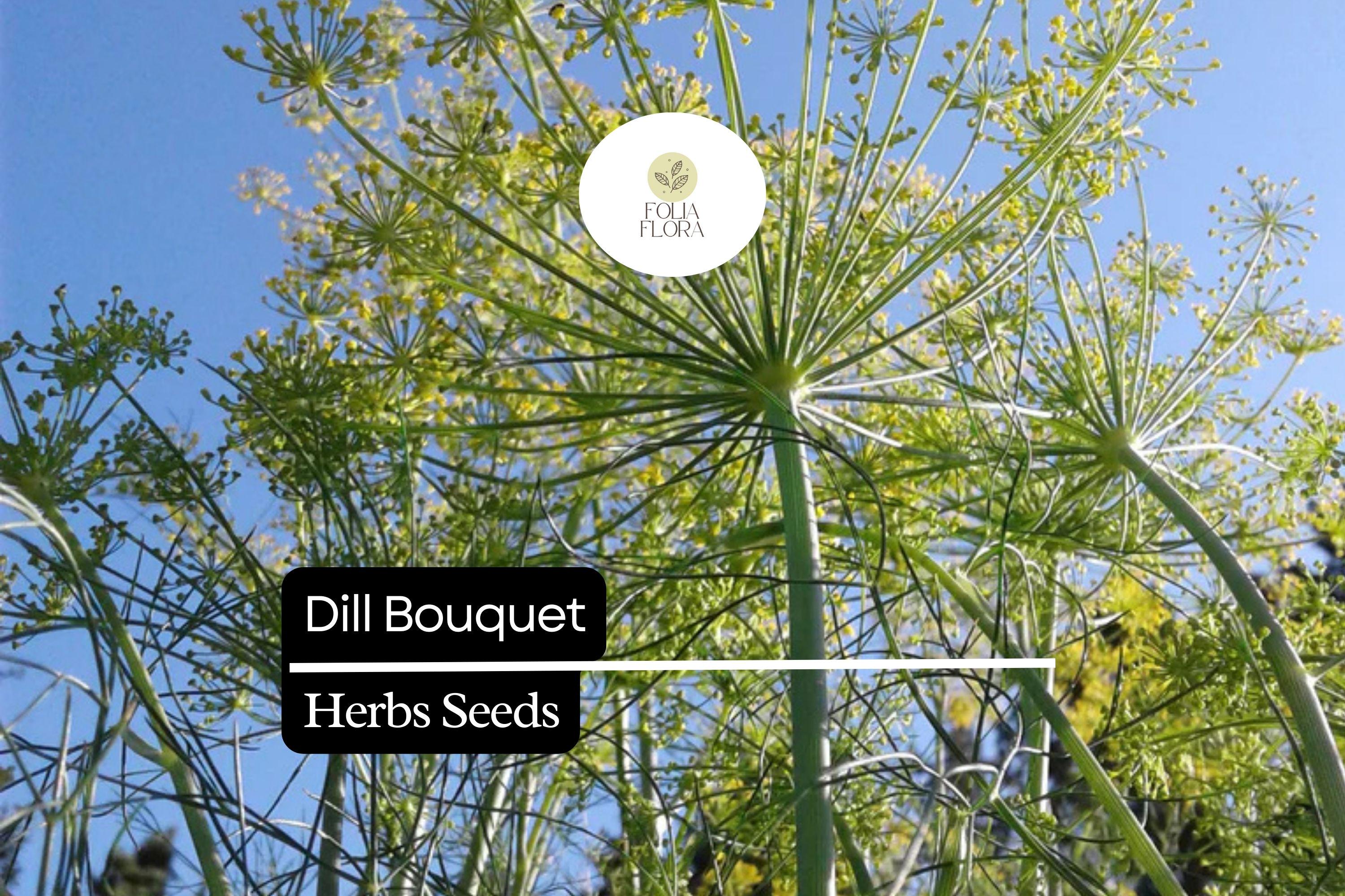 500 Seeds Bouquet Dill, Anethum graveolens, Aromatic Herb for Culinary and Garden Use