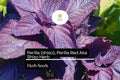 Red Perilla Shiso Seeds | Non-GMO Aromatic Herb