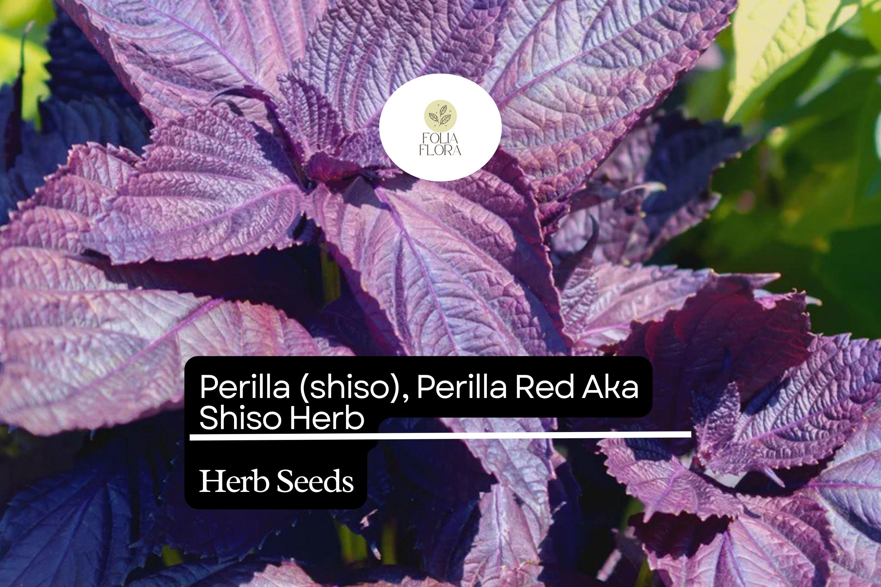 Red Perilla Shiso Seeds | Non-GMO Aromatic Herb