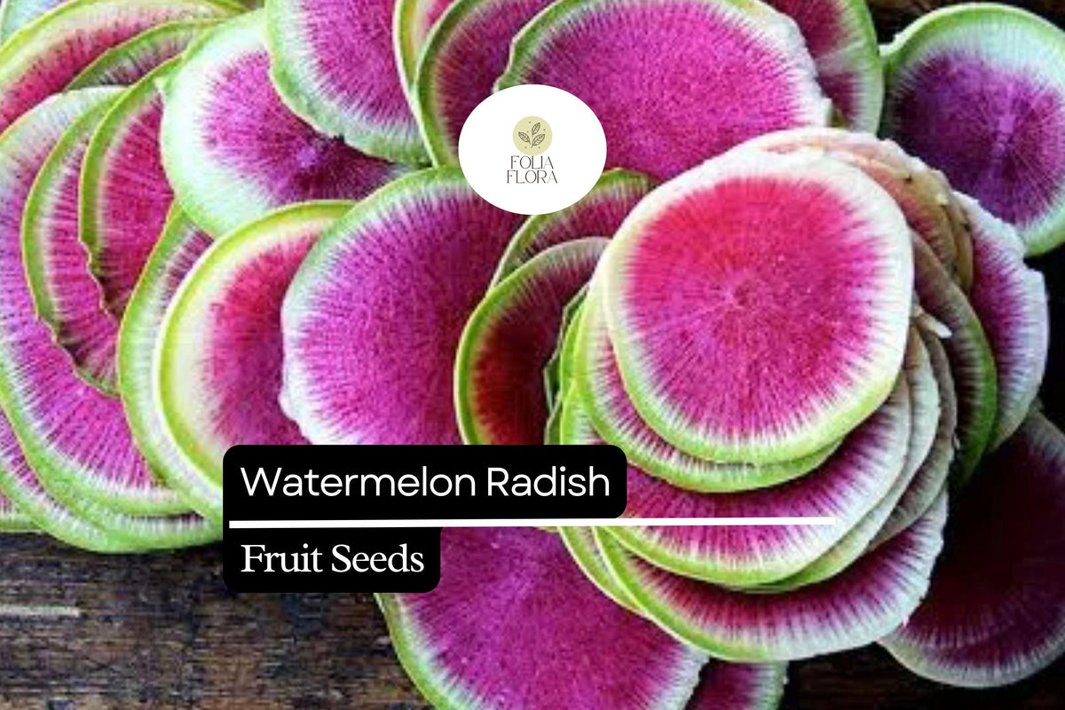 Watermelon Radish Seeds â€“ Heirloom Raphanus sativus, Sweet Pink Flesh