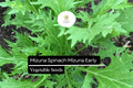 Mizuna Spinach Seeds | Non-GMO, Fast-Growing Edible Greens | Brassica rapa var. Japonica