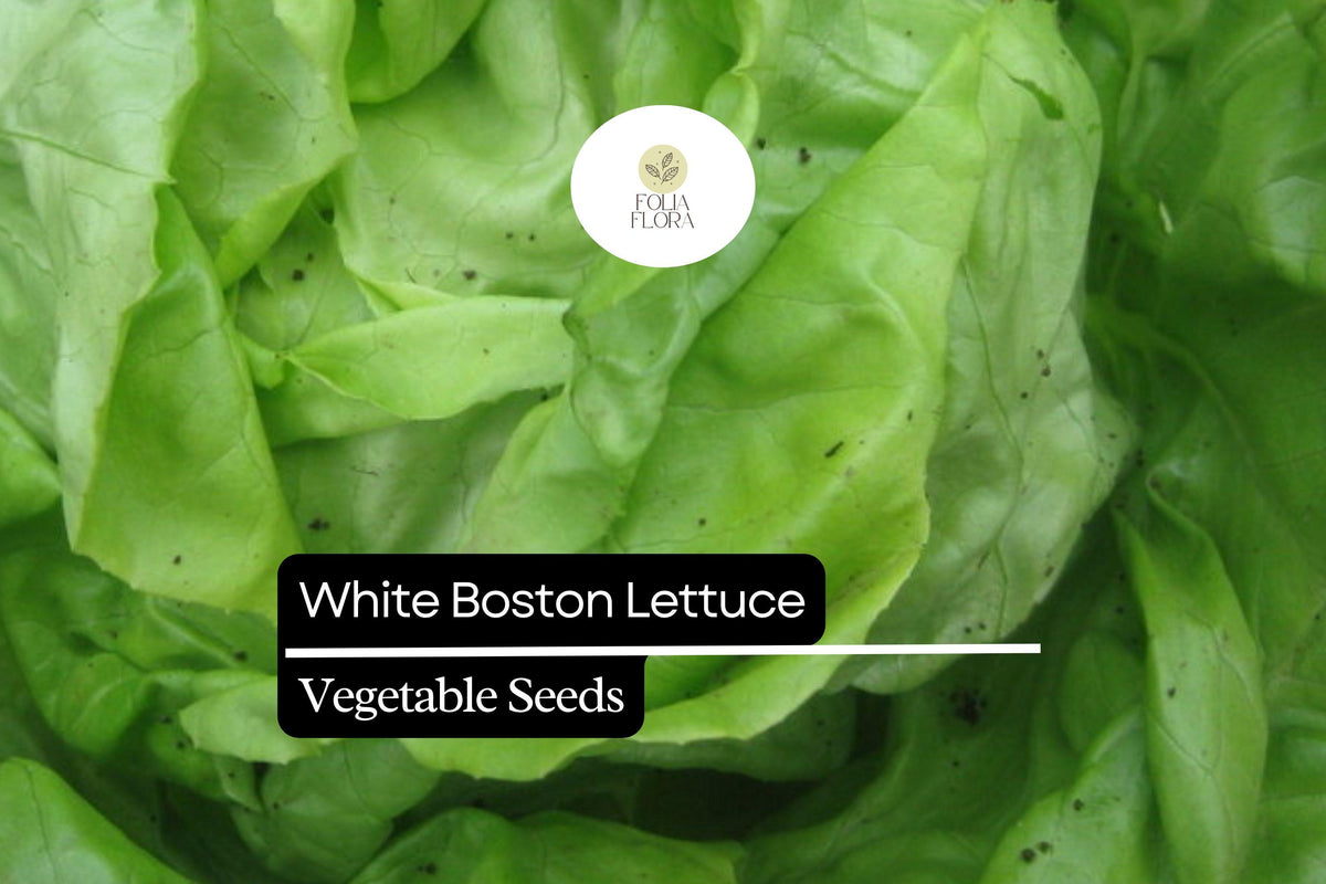 White Boston Lettuce Seeds – Butterhead Variety, Tender, Mild-Flavored, 500 Seeds Lactuca sativa for Fresh Salads and Wraps