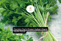 500 seeds Parsley Dark Green Italian Giant | Petroselinum crispum | Heirloom, Non-GMO Herb | Robust & Flavorful