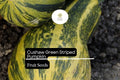 20 Seeds Cushaw Green Striped Pumpkin (Cucurbita argyrosperma) â€“ Heirloom Winter Squash with Sweet Flavor