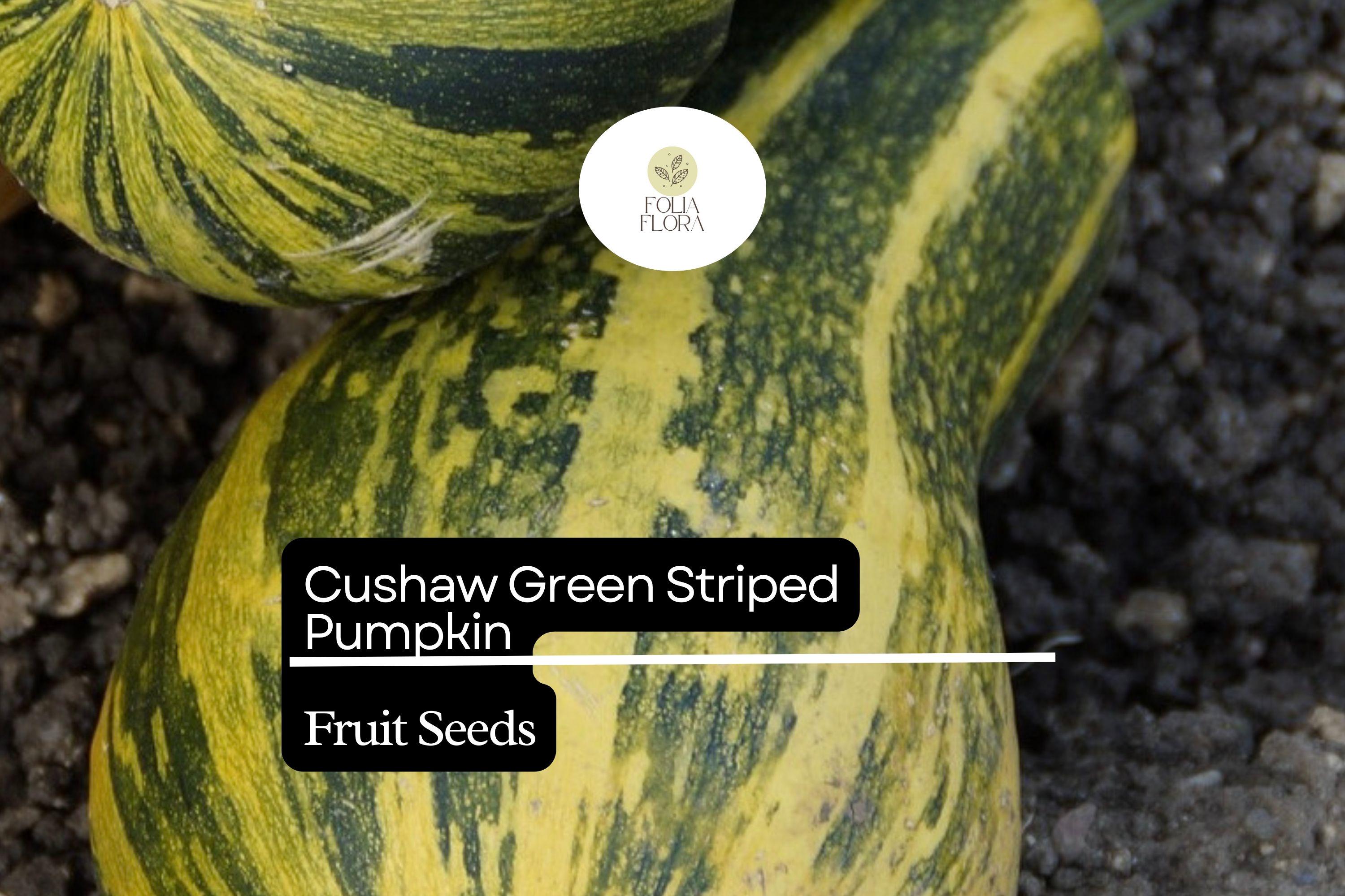 20 Seeds Cushaw Green Striped Pumpkin (Cucurbita argyrosperma) â€“ Heirloom Winter Squash with Sweet Flavor