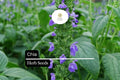 750 Seeds Chia (Salvia hispanica) â€“ Nutrient-Packed Superfood and Pollinator-Friendly Herb