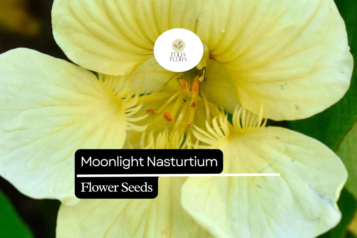 15 Seeds Moonlight Nasturtium (Tropaeolum majus) â€“ Soft Creamy-Yellow Blooms, Edible Flowers & Leaves