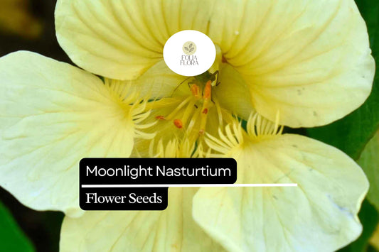 15 Seeds Moonlight Nasturtium (Tropaeolum majus) â€“ Soft Creamy-Yellow Blooms, Edible Flowers & Leaves