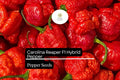 5 Carolina Reaper Pepper Seeds â€“ World's Hottest, Fiery Flavor