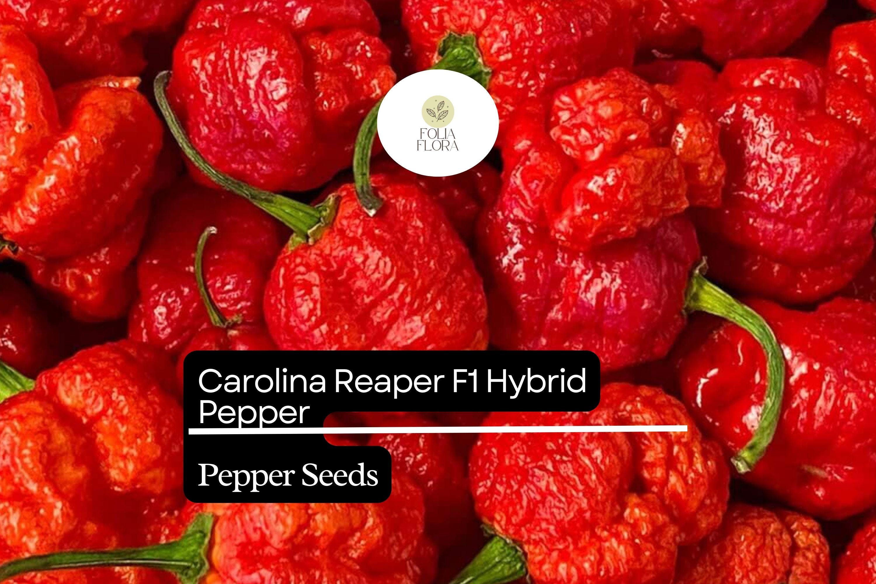 5 Carolina Reaper Pepper Seeds â€“ World's Hottest, Fiery Flavor
