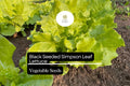 Black Seeded Simpson Lettuce Seeds | Heirloom, Non-GMO (500 Seeds)