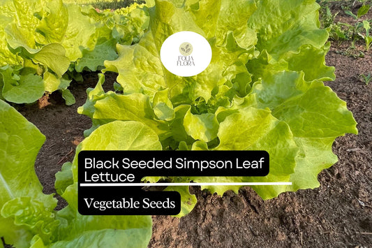 Black Seeded Simpson Lettuce Seeds | Heirloom, Non-GMO (500 Seeds)