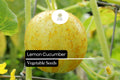 50 Seeds Lemon Cucumber (Cucumis sativus) – Small Yellow Round Variety for Salads, Pickles, and Snacks