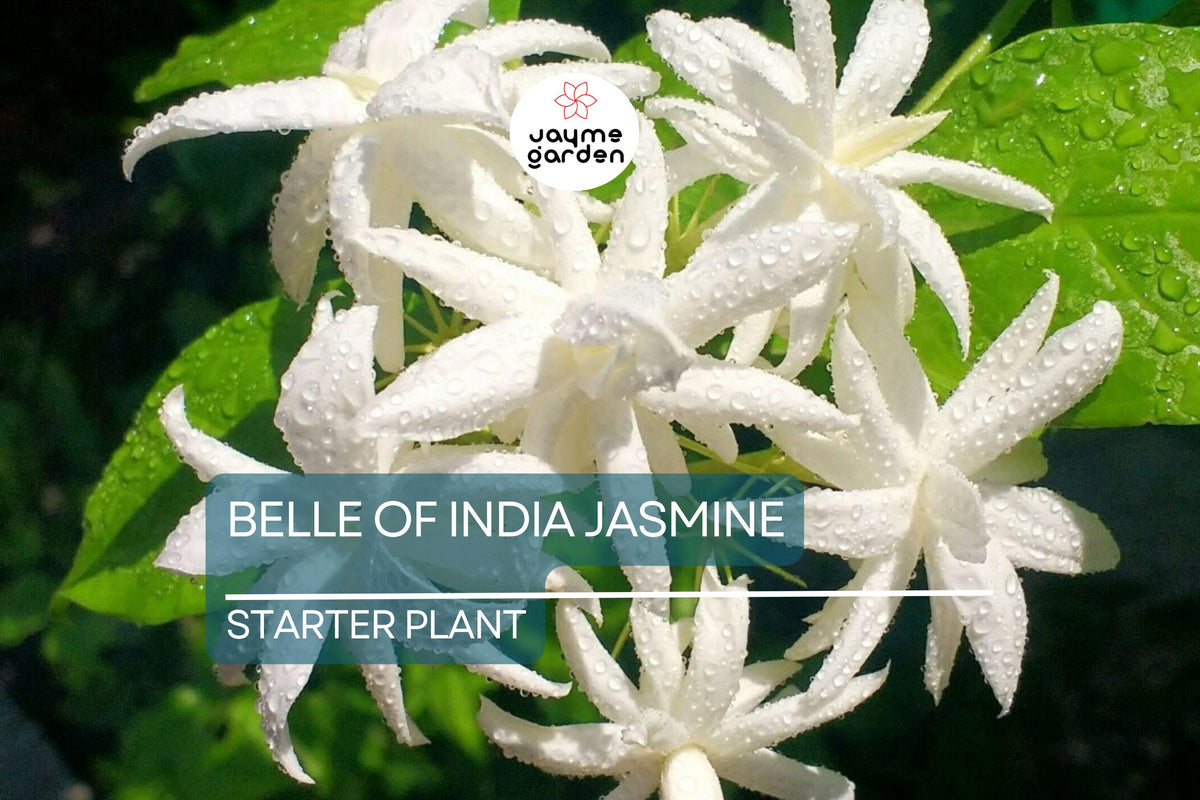 Belle of India Jasmine Starter Plant | White Blooms | Jasminum Sambac Double | Easy-Care Indoor/Outdoor | Zones 8-11