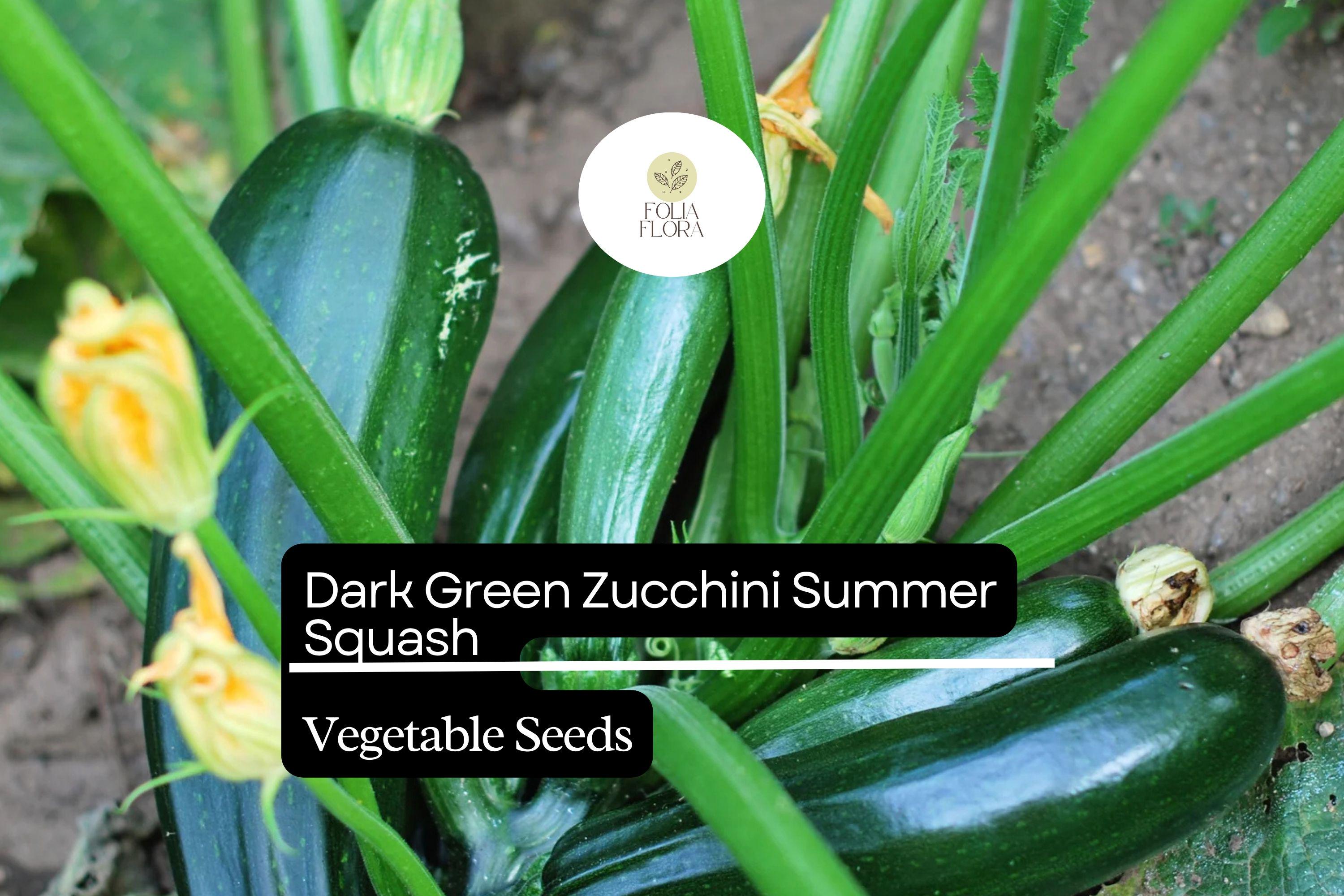 Dark Green Zucchini Seeds | High-Yield Summer Squash (1g)