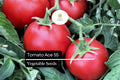 Tomato Ace 55 Seeds (100mg) | Heirloom, Low-Acid & Non-GMO