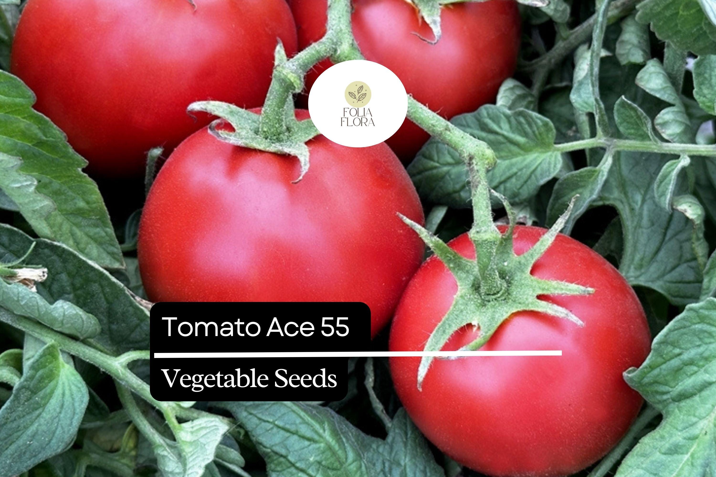 Tomato Ace 55 Seeds (100mg) | Heirloom, Low-Acid & Non-GMO